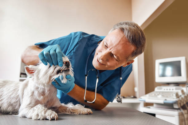 Best Weekend Emergency Dentist in Chesapeake, OH